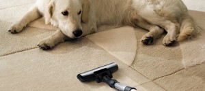 Pet Carpet Cleaning Solution - Pittsburgh Carpet