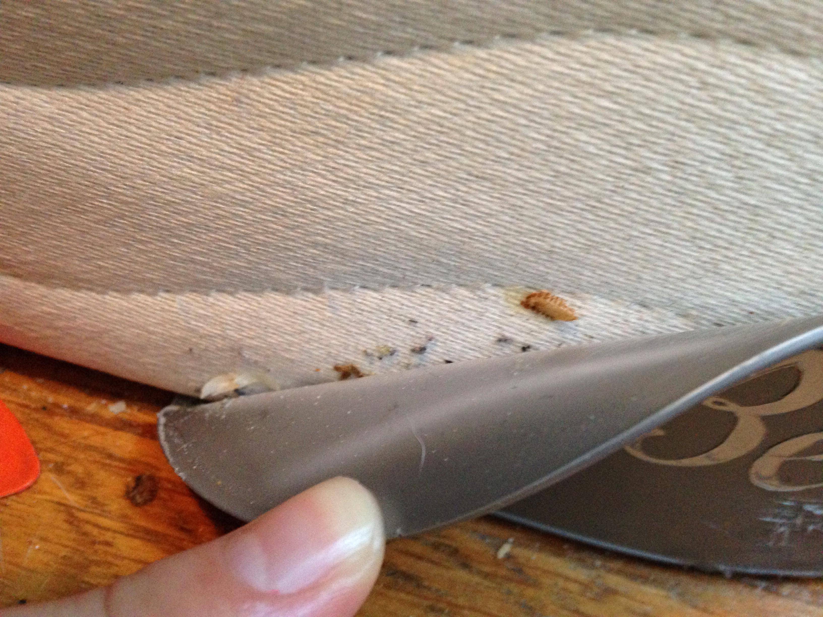 What Does Carpet Beetle Damage Look Like